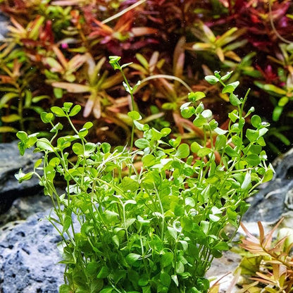 Ultum Nature Systems Micranthemum Monte Carlo Tissue Culture Live Plant for Aquarium, Aquascape, Freshwater Planted Fish Tanks - 100% Snail Free in Vitro