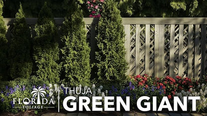 Thuja Green Giant | 60 Live Trees | Thuja standishii x plicata | Fast Growing Privacy Screen | Evergreen Landscape Plants for Borders