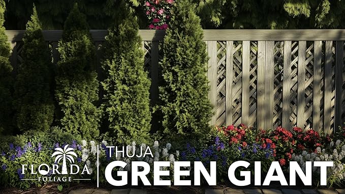 Thuja Green Giant | 1 Extra Large 3 Gallon Tree | Thuja standishii x plicata | Fast Growing Privacy Screen | Evergreen Landscape Plants for Borders