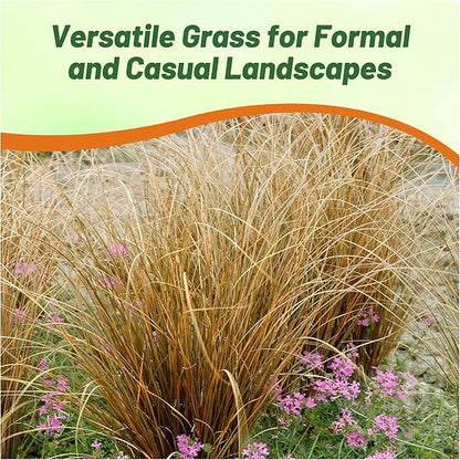 Outsidepride Carex Red Rooster Ornamental Grass Seed – 400 Pcs. Perennial, Low-Maintenance, Drought-Tolerant Grass Seeds with Low Growing Foliage for Borders, Ground Covers, & Outdoor Living Spaces