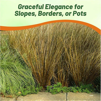 Outsidepride 200 Seeds Perennial Carex Buchananii Red Rooster Ornamental Grass Seed for Planting