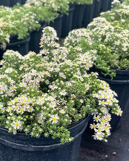 Perennial Farm Aster Ericoides ‘Snow Flurry’ (White Heath Aster) – Live Perennial in #1 Container, Low-Growing White Daisy-Like Blooms, Compact Groundcover, Great for Edging & Pollinator Gardens