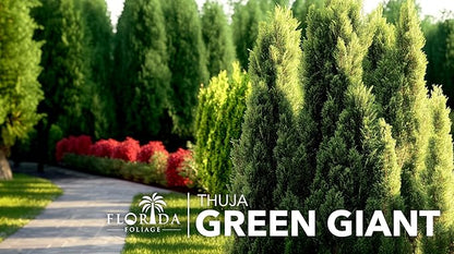 Thuja Green Giant | 50 Live Trees | Thuja standishii x plicata | Fast Growing Privacy Screen | Evergreen Landscape Plants for Borders