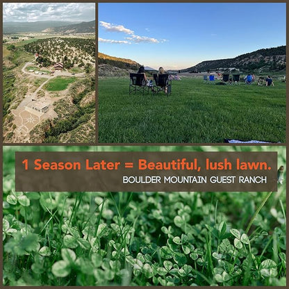 Micro Clover Seed for Lawn - 25 Lb Bulk - ~10 Million Microclover Seeds for Planting - Drought-Tolerant Mini Grass Alternative by Mountain Valley Seed Company