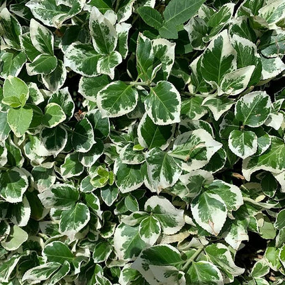 4 Emerald Gaiety Euonymus in 3.5" Nursery Cubes | Euonymus fortunei ‘Emerald Gaiety’ | Live Plants | Variegated Evergreen Shrub for Borders, Groundcover & Containers