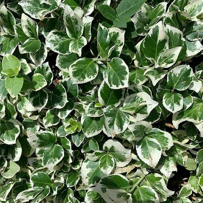 6 Emerald Gaiety Euonymus in 3.5" Nursery Cubes | Euonymus fortunei ‘Emerald Gaiety’ | Live Plants | Variegated Evergreen Shrub for Borders, Groundcover & Containers