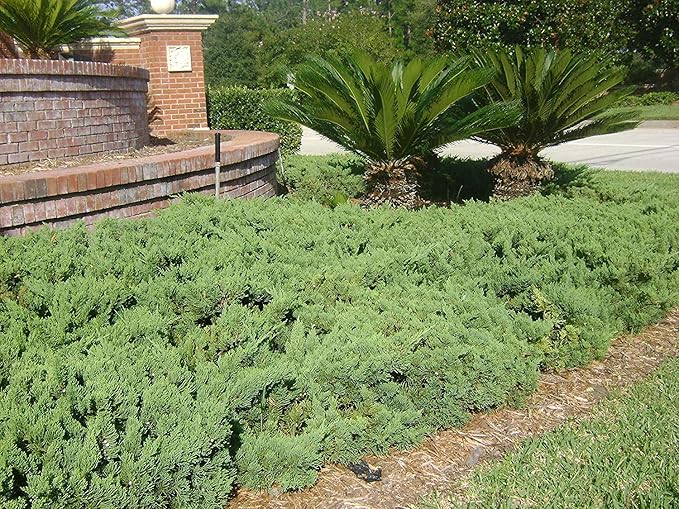 Juniper Parsoni - 10 Live Plants - Juniperus Squamata Expansa Parsons - Drought Tolerant Cold Hardy Evergreen Ground Cover