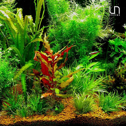 Ultum Nature Systems Sagittaria Subulata Tissue Culture Live Plant for Aquarium, Aquascape, Freshwater Fish Tanks - 100% Snail Free in Vitro