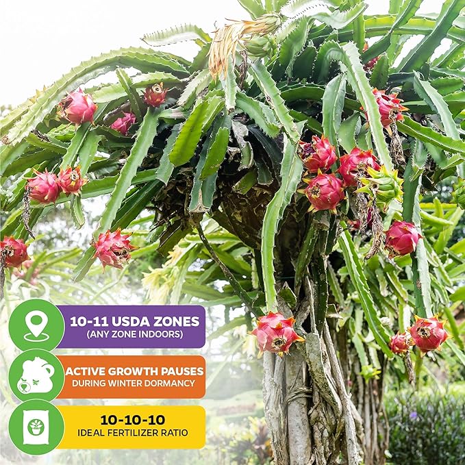American Beauty Red Dragon Fruit Plant - Hylocereus guatemalensis - Wellspring Gardens Starter Plant - Unique Exotic Fruit Plant Freshly Grown - Ideal for Outdoor, Patio, Garden & Greenhouse Planting