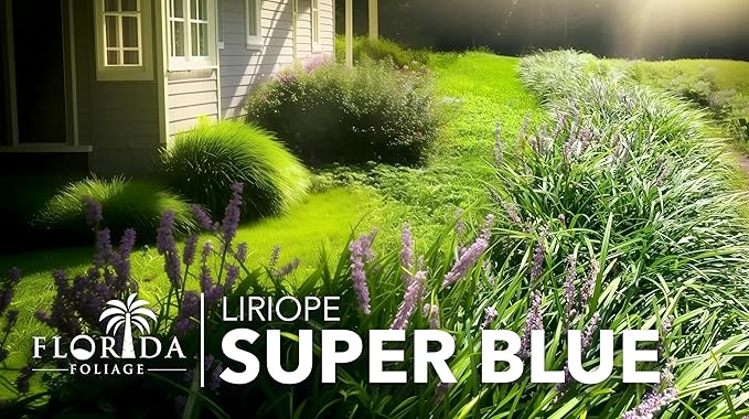Super Blue Liriope Muscari - 30 Live Plants - Evergreen Ground Cover Grass