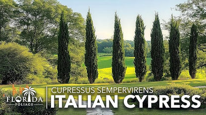 Italian Cypress | 2 Extra Large 3 Gallon Trees | Cupressus sempervirens | Narrow Evergreen Plants | Tall Privacy Landscaping | Upright Ornamental Outdoor Plant