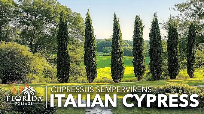 Italian Cypress | 3 Large Gallon Size Trees | Cupressus sempervirens | Narrow Evergreen Plants | Tall Privacy Landscaping | Upright Ornamental Outdoor Plant