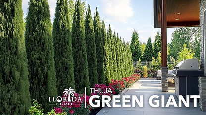 Thuja Green Giant | 50 Live Trees | Thuja standishii x plicata | Fast Growing Privacy Screen | Evergreen Landscape Plants for Borders
