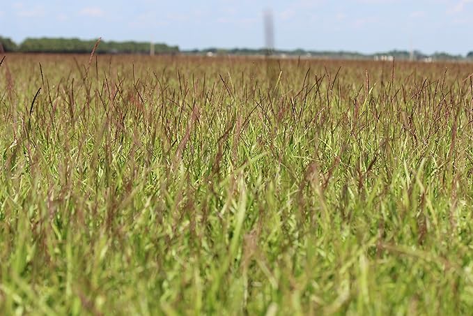 Centipede Grass Seed 5 Pound