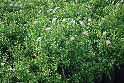 Perennial Farm Aster Dumosus 'Wood's Blue' (Wood Aster) – Live Perennial Plant in #1 Container, Masses of Blue Daisy-Like Blooms, Compact & Hardy, Pollinator Friendly, Borders & Fall Gardens
