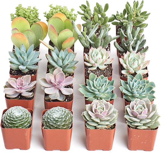 Shop Succulents Pastel Succulent Plant Pack Bulk Collection - Live Mini Succulent Plants, Low Maintenance, Bright & Serene Colors & Textures - Wedding and Party Favors, Gift & Garden, Pack of 16