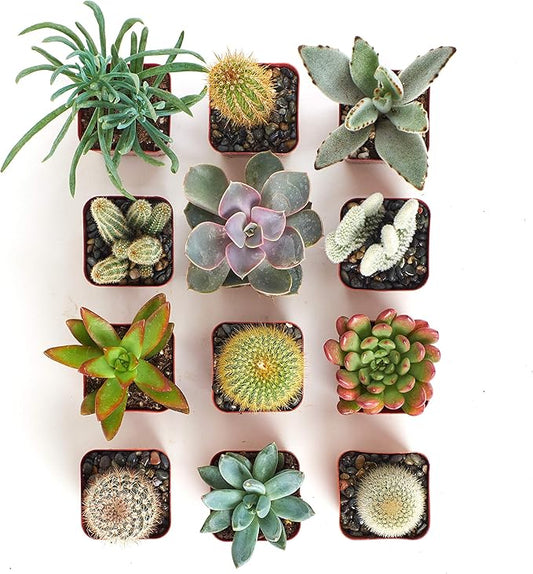 Shop Succulents Premium Live Mini Cactus and Succulent Plants in 2" Pots, Easy Care Indoor or Outdoor Gardening, Terrariums, Favors, & Contemporary Spaces with Hardy, Resilient Varieties, Pack of 12
