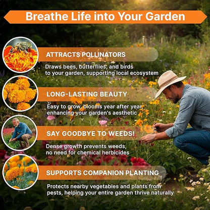 Marigold Seeds Pack 4 oz - Over 37,000 Non-GMO Heirloom Marigold Seeds for Planting Indoor & Outdoor Gardening, Flower Seed for Planting Home and Garden, Flowers Seed in Individual Packet