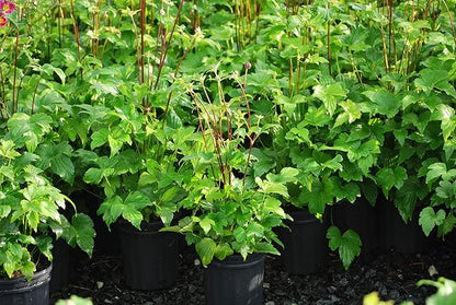 Perennial Farm Anemone x Hybrida 'Pamina' – Live Windflower in #1 Container, Semi-Double Deep Rose-Pink Blooms, Long Blooming, Deer Resistant, Perfect for Borders, Shade & Pollinator Gardens