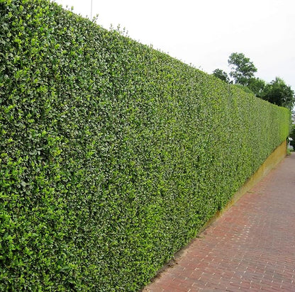 Curled Leaf Privet - Ligustrum Japonicum Recurvifolium - 3 Live Plants - Evergreen Flowering Privacy Hedge