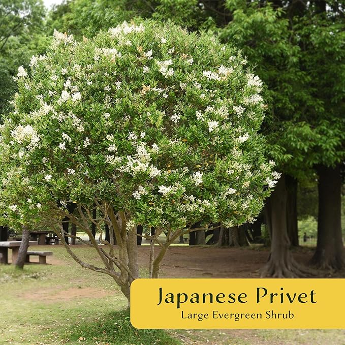 3 Japanese Privet in 2.5" Nursery Cubes | Ligustrum japonicum | Evergreen Shrub for Hedges, Screens & Borders | Ready-to-Plant & Easy-to-Grow Outdoor Live Starter Plants