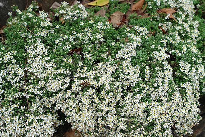 Perennial Farm Aster Ericoides ‘Snow Flurry’ (White Heath Aster) – Live Perennial in #1 Container, Low-Growing White Daisy-Like Blooms, Compact Groundcover, Great for Edging & Pollinator Gardens