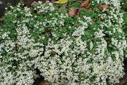 Perennial Farm Aster Ericoides ‘Snow Flurry’ (White Heath Aster) – Live Perennial in #1 Container, Low-Growing White Daisy-Like Blooms, Compact Groundcover, Great for Edging & Pollinator Gardens