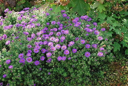 Perennial Farm Aster Novae-Angliae 'Purple Dome' – Live Dwarf New England Perennial in #1 Container, Compact Habit with Violet-Purple Blooms, Late Season, Pollinator Friendly, Ideal for Borders & Beds