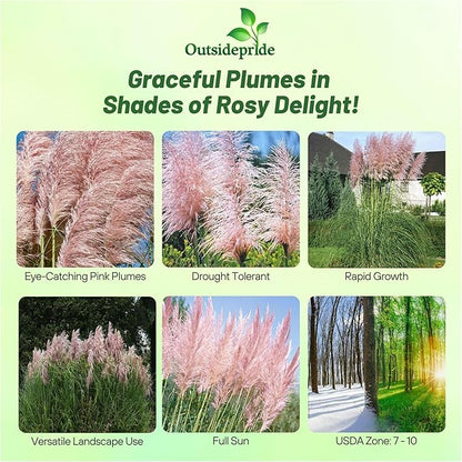 Outsidepride Pink Pampas Grass Seeds – 2,000 Pcs. Perennial, Drought-Tolerant Ornamental Grass for Large Garden Borders, Privacy Landscaping, Xeriscaping, and Low-Maintenance Outdoor Spaces