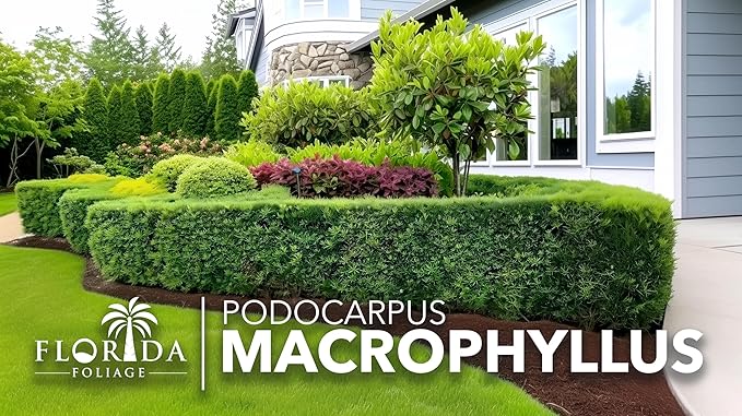 Podocarpus Macrophyllus Japanese Yew | 3 Live Plants | Podocarpus macrophyllus | Privacy Hedge Shrub | Evergreen Landscaping Plants for Gardens & Borders