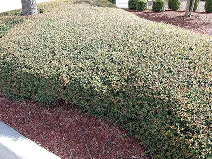Dwarf Yaupon Holly | Ilex Schilling Stokes Vomitoria | 30 Live Plants | Drought Tolerant Low Maintenance Evergreen Hedge