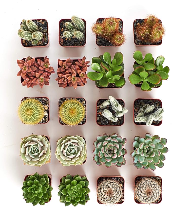 Shop Succulents Premium Live Mini Cactus and Succulent Plants in 2" Pots, Easy Care Indoor or Outdoor Gardening, Terrariums, Favors, & Contemporary Spaces with Hardy, Resilient Varieties, Pack of 256