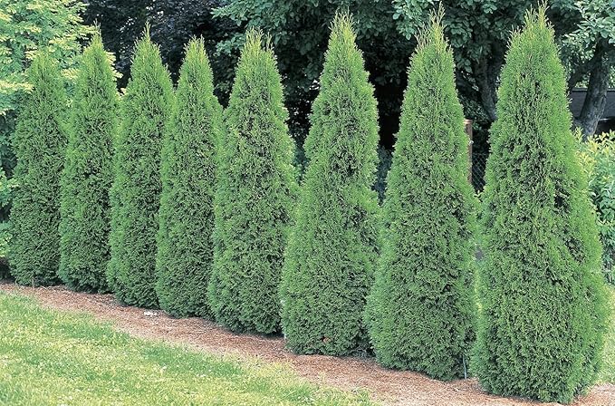 Ten Pack of Emerald Arborvitaes - Evergreen Privacy Hedge - 10 Live Plants Shipped 1 to 2 Feet Tall by DAS Farms (No California)