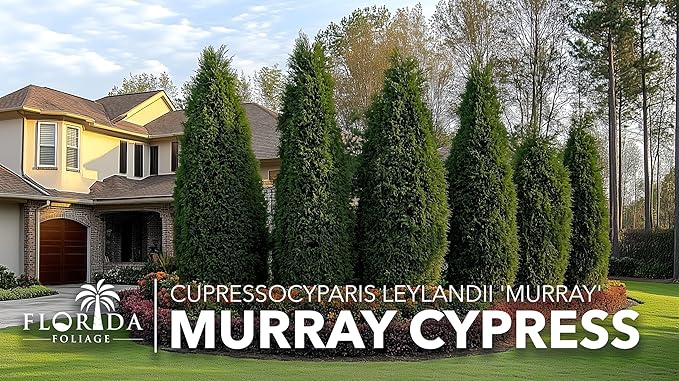 Murray Cypress | 30 Live Plants | Cupressocyparis leylandii 'Murray' | Fast Growing Privacy Trees | Evergreen Plants for Windbreaks