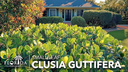 Clusia Guttifera Small Leaf | 20 Live Plants | Clusia guttifera | Privacy Hedge Plants | Evergreen Shrub for Tropical Landscaping