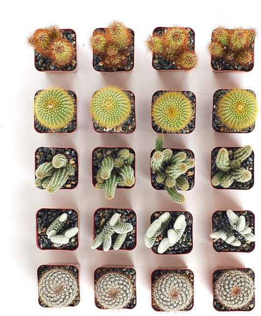 Shop Succulents | Can't Touch This Collection | Assortment of Hand Selected, Fully Rooted Live Indoor Cacti Plants, 20-Pack,