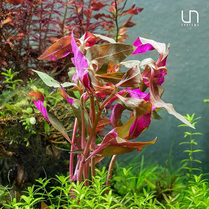 Ultum Nature Systems Alternanthera Reineckii Rosanervig Red Stem Tissue Culture Live Plant for Aquarium, Aquascape, Freshwater Fish Tanks - 100% Snail Free in Vitro