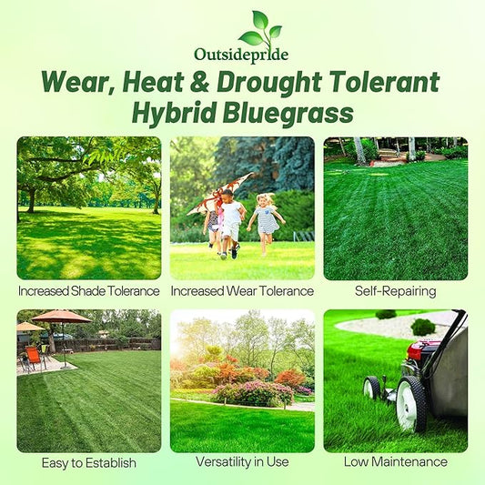 Outsidepride SPF-30 Hybrid Bluegrass Seeds - 50 lbs. Heat & Drought Tolerant, Texas Bluegrass & Kentucky Bluegrass Seed Mix for Challenging Climates, OptiGrowth Coated for Better Establishment
