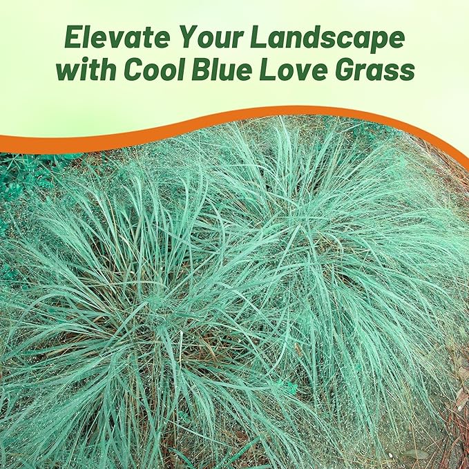 Outsidepride 1000 Seeds Perennial Eragrostis Elliotii Blue Eros Ornamental Love Grass Seed for Planting