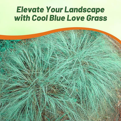 Outsidepride 500 Seeds Perennial Eragrostis Elliotii Blue Eros Ornamental Love Grass Seed for Planting