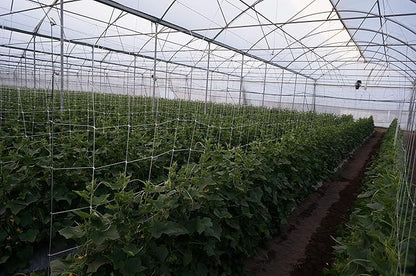 4-Feet by 4920-Feet Professional Grade Vegetable Support Trellis Netting Roll/Scrog Net Roll, (48" x 4920' / 1.22m x 1500m) (mesh 5.9"x6.7" / 15cm x 17cm)