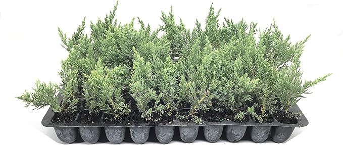 Juniper Parsoni - 3 Live Plants - Juniperus Squamata Expansa Parsons - Drought Tolerant Cold Hardy Evergreen Ground Cover