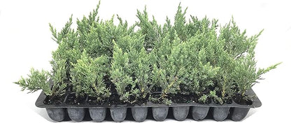 Juniper Parsoni - 30 Live Plants - Juniperus Squamata Expansa Parsons - Drought Tolerant Cold Hardy Evergreen Ground Cover