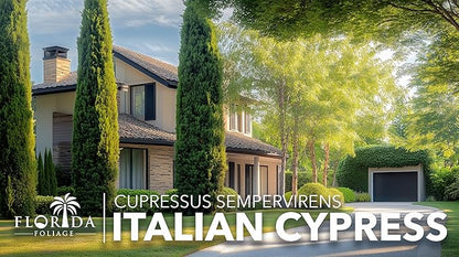 Italian Cypress | 1 Large Gallon Size Tree | Cupressus sempervirens | Narrow Evergreen Plants | Tall Privacy Landscaping | Upright Ornamental Outdoor Plant