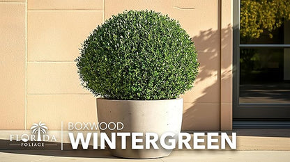 Wintergreen Boxwood | 40 Live Plants | Buxus Microphylla | Evergreen Shrub, Dense Foliage, Formal Garden, Low Maintenance, Privacy Hedge, Year-Round Interest, Landscaping Shrub