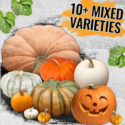 Seed Needs Spooky Blend Pumpkin Seeds - 30 Heirloom Seeds for Planting (Lumina White, Jack O Lantern, Baby Boo, Blue Jarrahdale, Cinderella & More!) Non-GMO & Untreated (1 Small Pack)