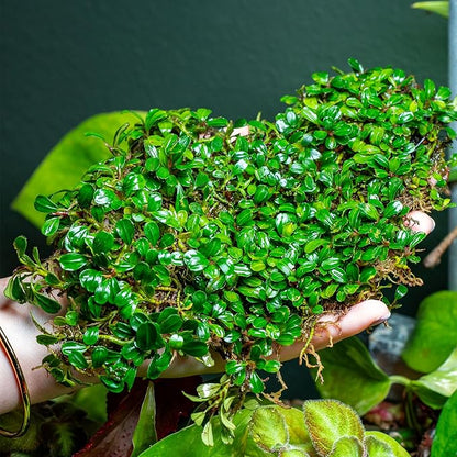 SubstrateSource Bucephalandra Lamandau Mini Purple Live Aquarium Plant - Natural Freshwater Fish Tank Decorations and Aquatic Decor (Plant (10-15 Leaves))