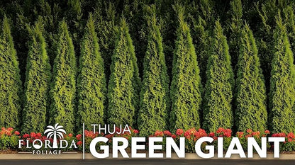 Thuja Green Giant | 3 Large Gallon Size Trees | Thuja standishii x plicata | Fast Growing Privacy Screen | Evergreen Landscape Plants for Borders