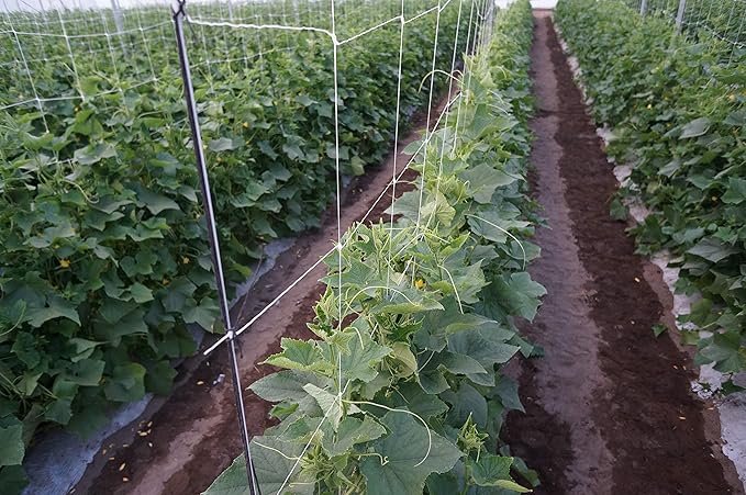 5ft by 4920-Feet Professional Grade Vegetable Support Trellis Netting Roll/Scrog Net Roll, (59" x 4920' / 1.5m x 1500m) (mesh 5.9"x6.7" / 15cm x 17cm)
