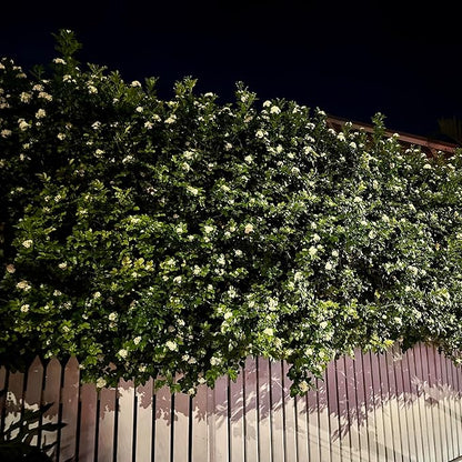 Night Blooming Jasmine Live Plant - Cestrum Nocturnum. Fragrant Flowering Shrub for Garden, Patio or Window (2 ngt.jas sacs)
